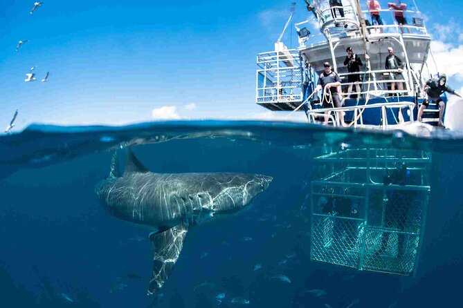 Shark Cage Diving with transport from Cape Town - Breakfast, briefing, and wetsuit fitting at the Great White House