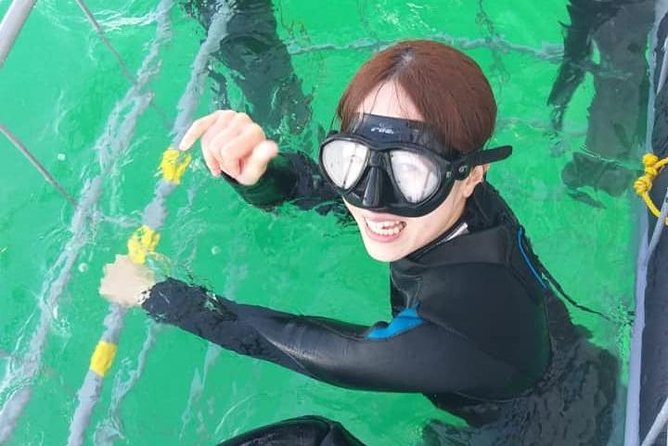 Shark Cage Diving - What the cage experience is really like