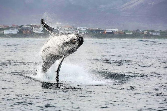 Shark Diving Full Day Guided Return Transfer to Gansbaai from Cape Town - The wildlife factor: exciting, but never promised