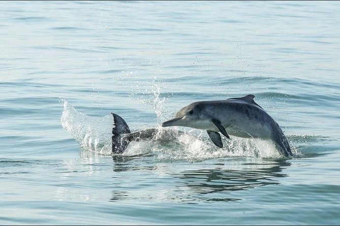 Shark Diving Full Day Guided Return Transfer to Gansbaai from Cape Town - The guide and private vehicle make a difference