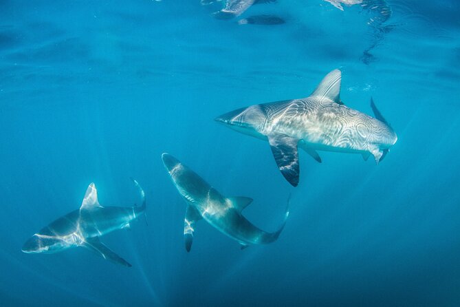 Shark Explorers - The safety briefing and equipment setup
