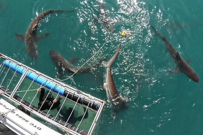 Shark Explorers - Four hours on False Bay