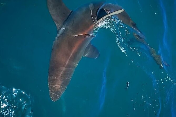 Shark Explorers - Why the crew matters on a wildlife trip
