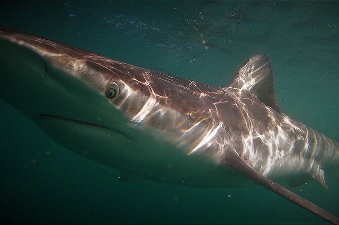 Shark Explorers - Food, drinks, towels, and the useful little comforts