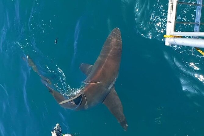 Shark Explorers - What the $189.79 price includes