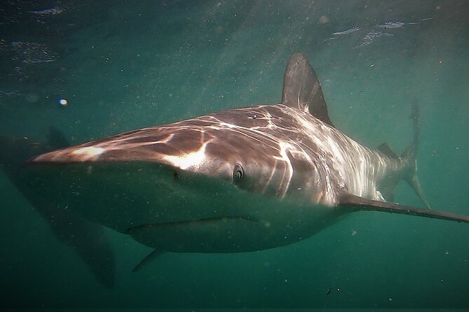Shark Explorers - Meeting Great Whites, Bronze Whalers, and Sevengills