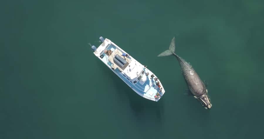 Shark & Whale Trip Combo - Key points to know before booking