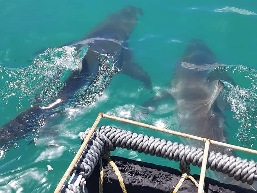 Shark & Whale Trip Combo - What this Gansbaai combo actually gives you