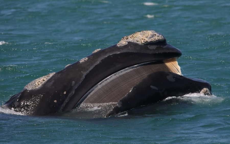 Shark & Whale Trip Combo - The shark cage portion: cold water, close views, and clear rules