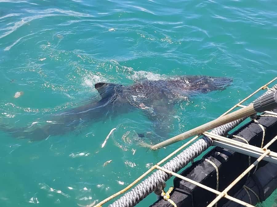 Shark & Whale Trip Combo - The shore break: food, warmth, and a change of pace