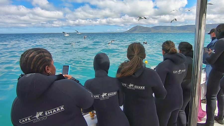 Shark & Whale Trip Combo - What the $283 price means in practice