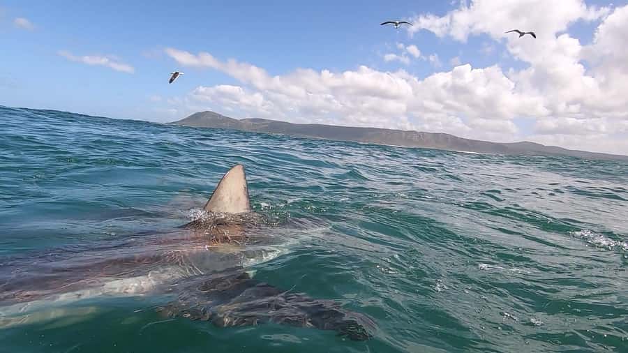Shark & Whale Trip Combo - Booking tips that can save your day