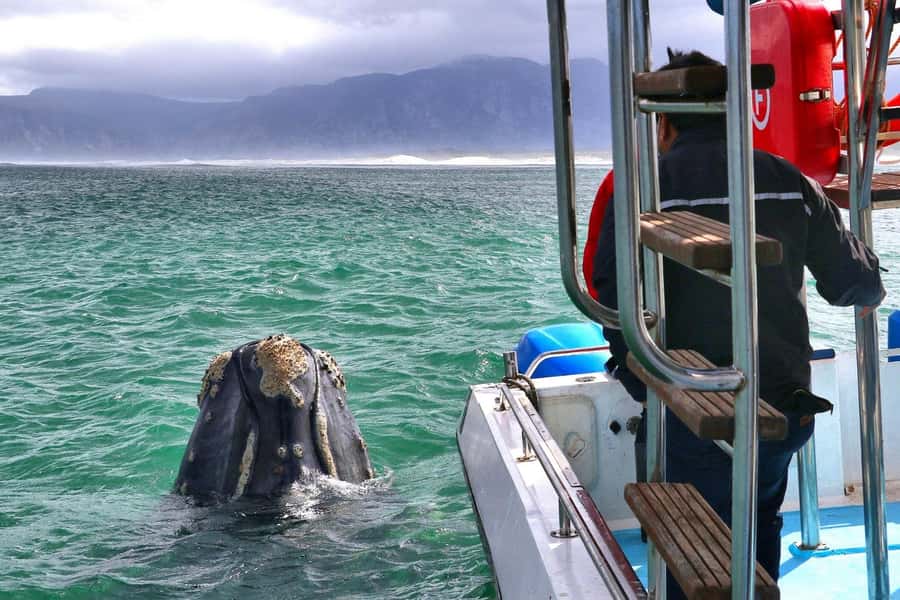 Shark & Whale Trip Combo - Arriving at the white house in Kleinbaai Harbour