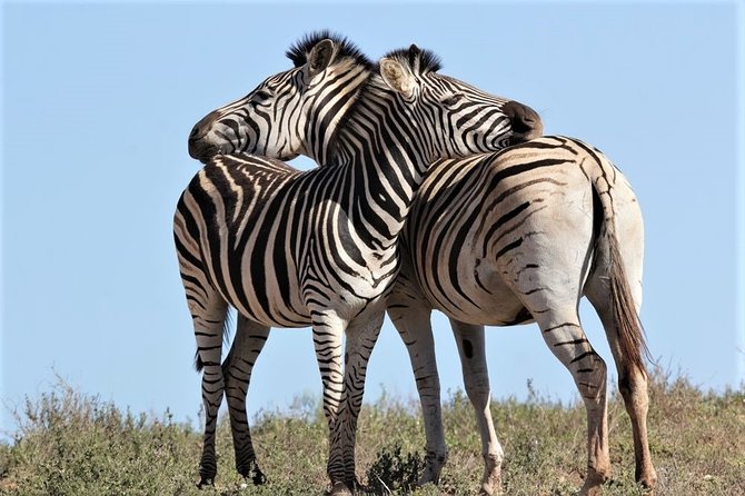 Shore Excursion Cruise Ships Port Elizabeth, Addo Elephant Park - Rain, wind, and other safari realities