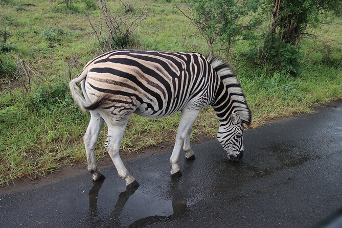 Shore Excursion Richards Bay Big 5 Safari Experience - Why Hluhluwe-iMfolozi matters