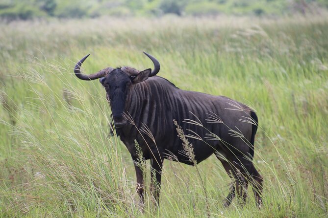 Shore Excursion Richards Bay Big 5 Safari Experience - Is $283.29 a fair price?