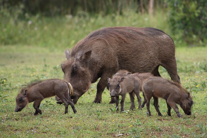 Shore Excursion Richards Bay Big 5 Safari Experience - Choosing between Hluhluwe and iMfolozi