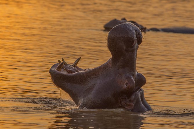 Shoreline Hippo and Crocodile Boat Cruises, iSimangaliso Wetland Park - The guide makes a real difference