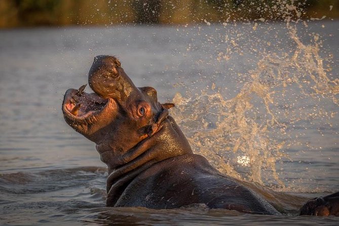 Shoreline Hippo and Crocodile Boat Cruises, iSimangaliso Wetland Park - How the price compares with the experience