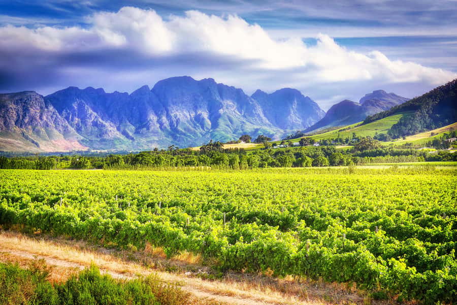 Sip & Savor : A Perfect Half-day Wine Escape to Stellenbosch - The Lunch Hour: Budget for Your Own Meal