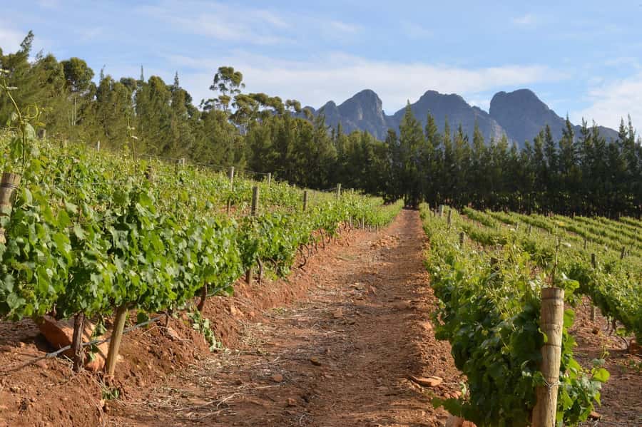 Sip & Savor : A Perfect Half-day Wine Escape to Stellenbosch - Who Will Enjoy This Wine Escape?