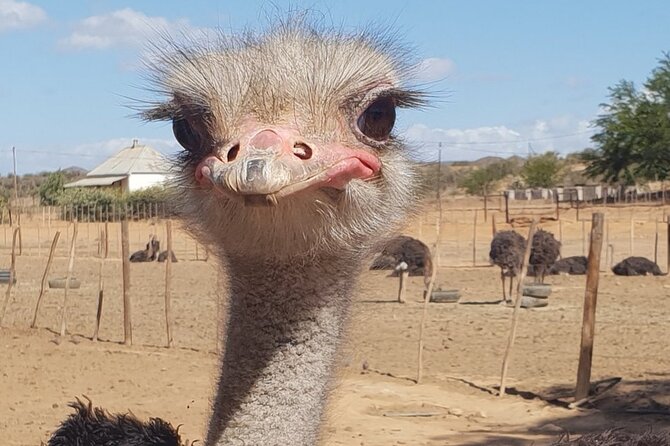 Skip the Line: Highgate Ostrich Farm Tour Ticket - The main yard: eggs, incubators, feathers, and gizzard stones