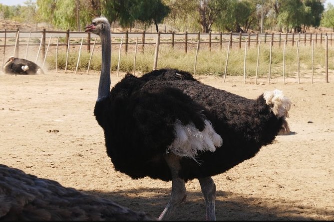 Skip the Line: Highgate Ostrich Farm Tour Ticket - How the ostrich derby fits into the visit