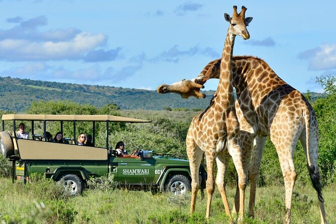 Small Group 3 Day Garden Route Adventure from Cape Town - Day two: safari at Botlierskop Game Reserve