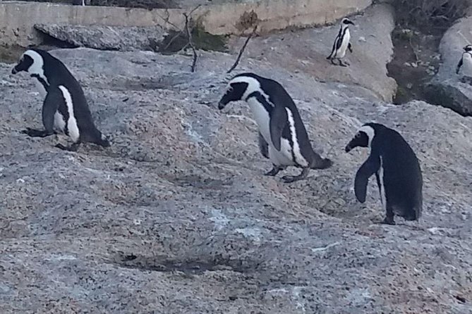 Small Group Cape Of Good Hope Penguins Wine Tasting Inc Park Fees - Constantia wine adds a softer finish