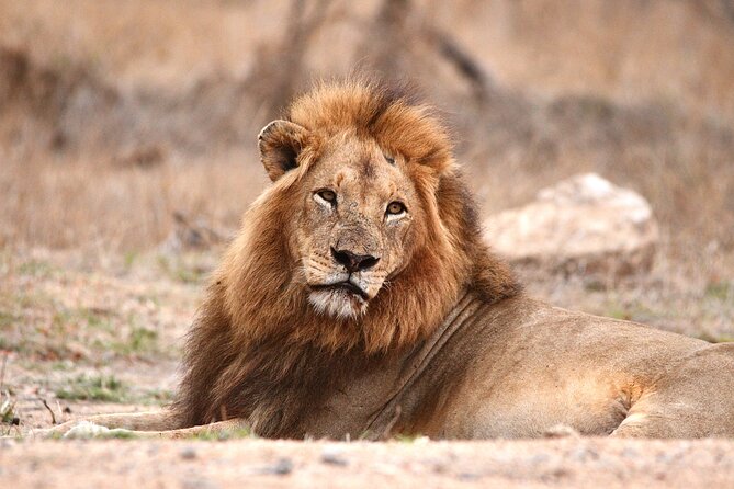 Small-Group Full-Day Safari Tour in Kruger National Park - Hazyview pickup and the Mpumalanga setting