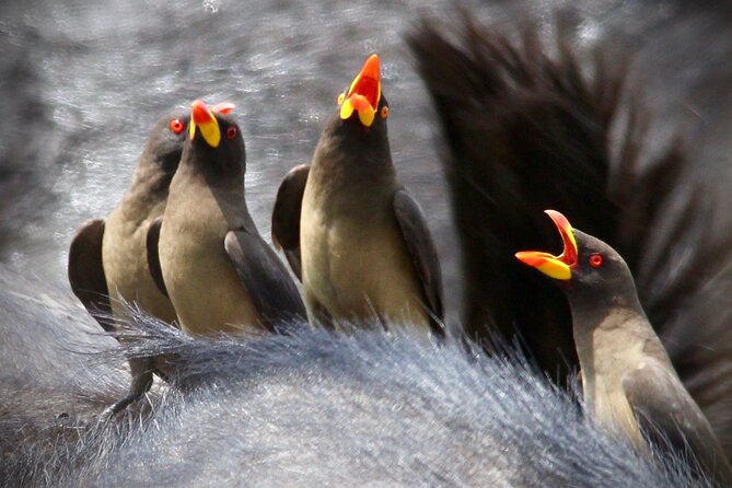Small-Group Full-Day Safari Tour in Kruger National Park - Who will enjoy this safari most?