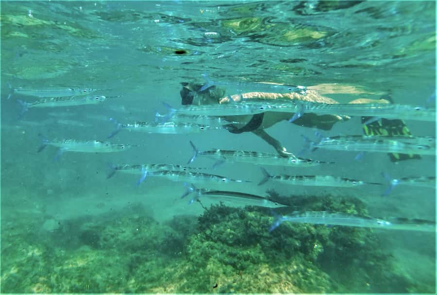 St. Lucia: Cape Vidal Snorkeling Adventure - Key points at a glance