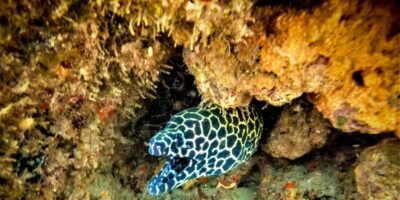 St. Lucia: Cape Vidal Snorkeling Adventure
