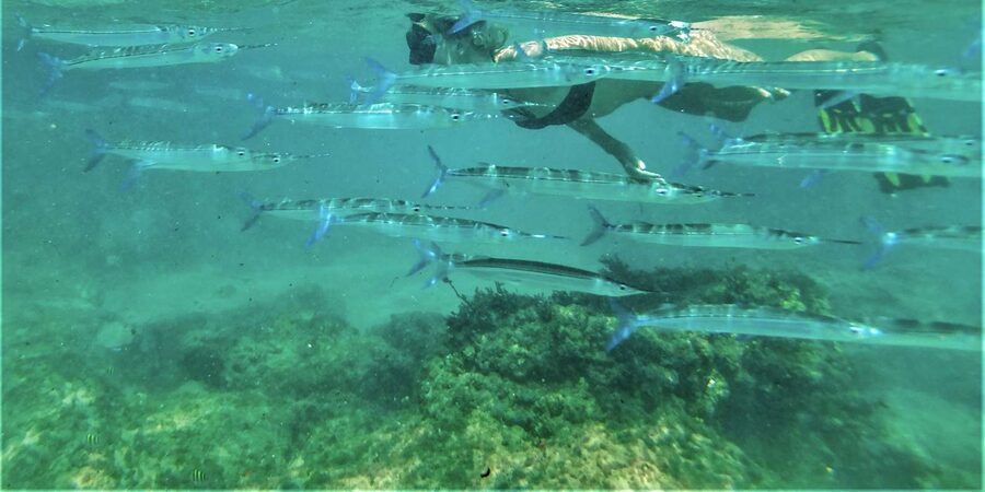 St. Lucia: Cape Vidal Snorkeling Adventure - Fish, stingrays and octopus around Cape Vidal