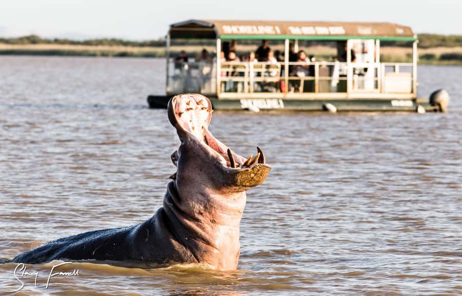 St Lucia: Hippo and Crocodile Cruise on a 15-Seat Vessel - The first stretch across the estuary
