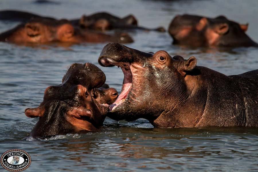 St Lucia: Hippo and Crocodile Cruise on a 15-Seat Vessel - Who will enjoy this cruise most