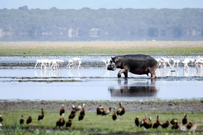 St Lucia Isimangaliso Boat Safari Day Tour from Durban - Who will enjoy this day most
