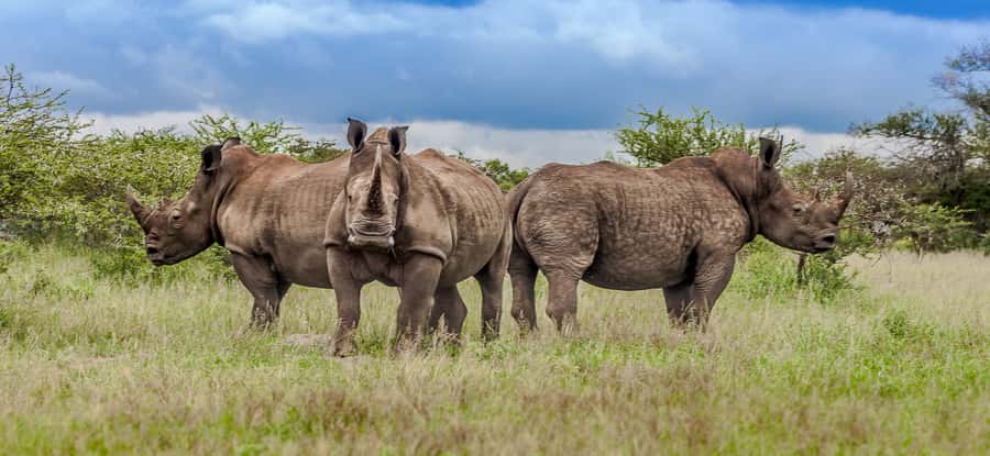 St Lucia: iSimangaliso Wetland Park: Full-Day/Half-Day Tour - Key points at a glance
