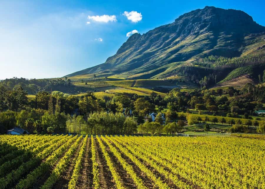 Stellenbosch: All-inclusive Private Wine Tour & Tastings - Key points to know before booking
