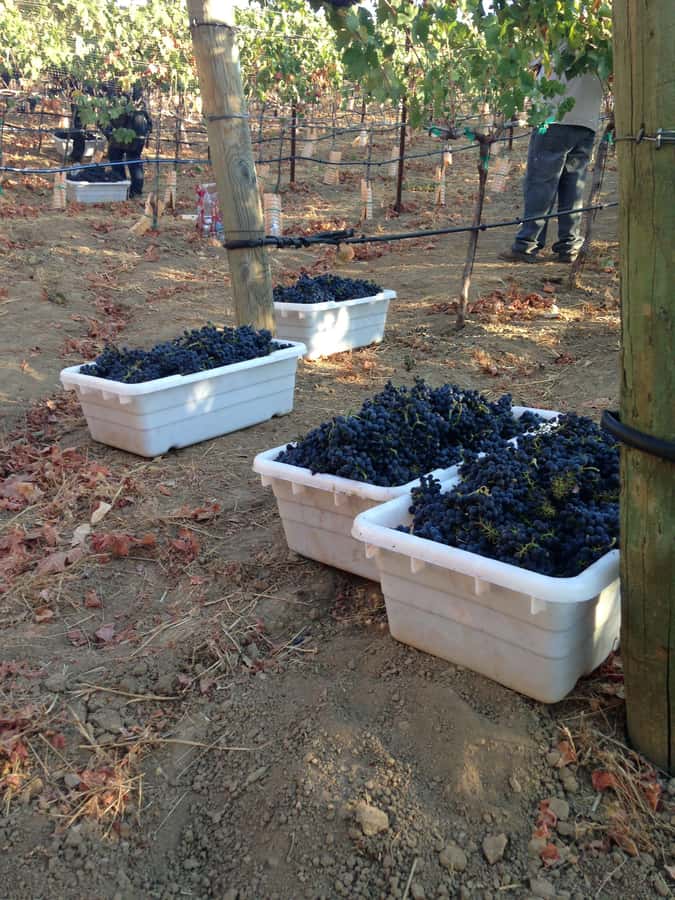 Stellenbosch: All-inclusive Private Wine Tour & Tastings - What the guide adds to the glass