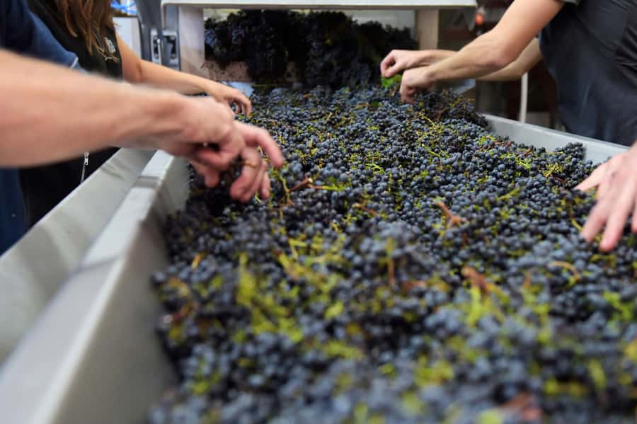 Stellenbosch: All-inclusive Private Wine Tour & Tastings - Booking details that affect your decision