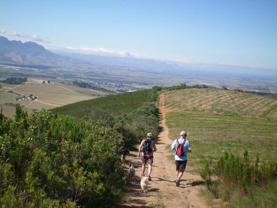 Stellenbosch: Guided Vineyard Hike and Wine Tasting - Walking the vineyards of Banhoek Valley