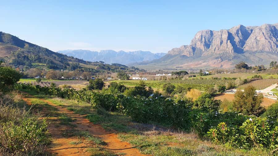 Stellenbosch: Guided Vineyard Hike and Wine Tasting - Two estates, two chances to taste