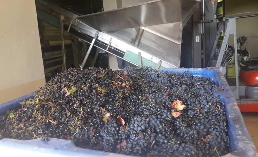 Stellenbosch: Half-Day Wine Tour - Who should book this Stellenbosch wine tour?