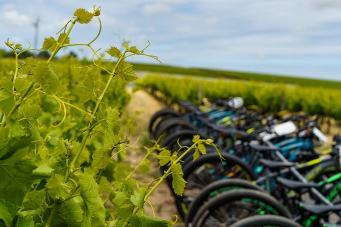 Stellenbosch Half Day Winelands Mountain Bike Tour - Riding From Skilpadvlei Into Stellenbosch Wine Country