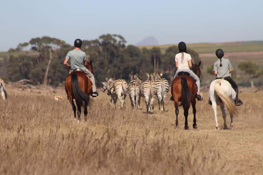 Stellenbosch: Horse Riding Wildlife Safari - A wildlife ride 12km from Stellenbosch
