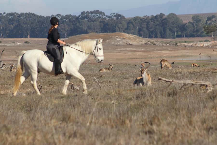 Stellenbosch: Horse Riding Wildlife Safari - Choosing a horse and getting ready to ride