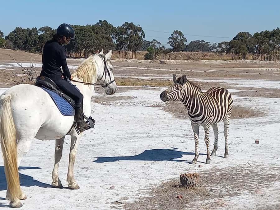 Stellenbosch: Horse Riding Wildlife Safari - What the 90-minute route feels like
