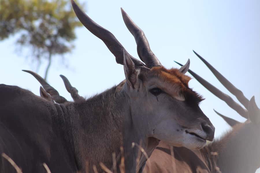 Stellenbosch: Horse Riding Wildlife Safari - Is the ride suitable for children?