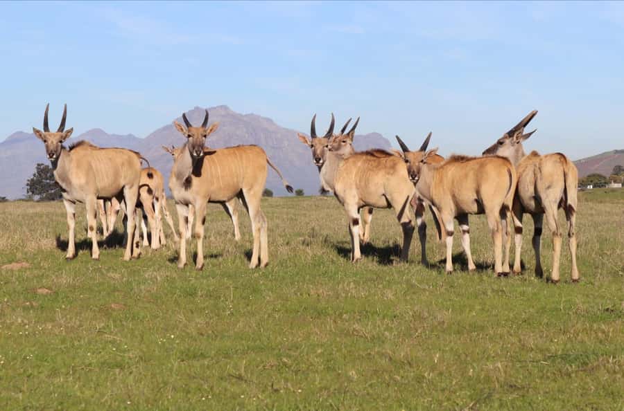 Stellenbosch: Horse Riding Wildlife Safari - What $98 buys you
